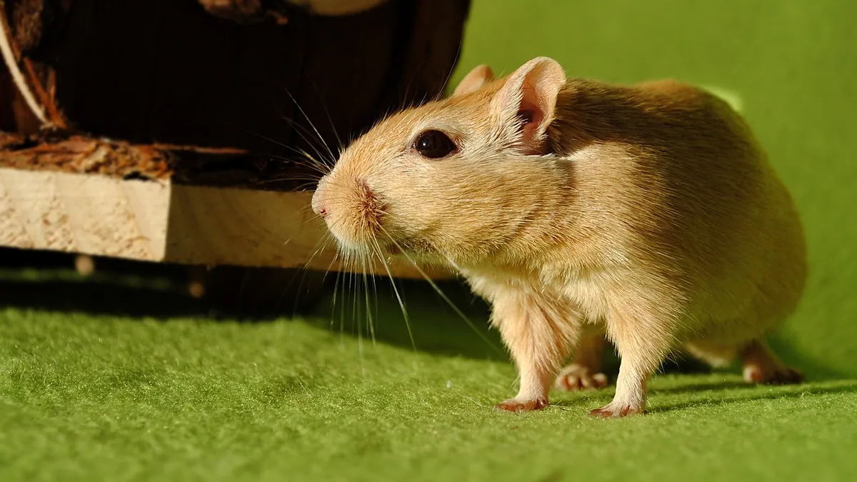 Gerbil vs Guinea Pig: Which Small Pet Is Right for You?
