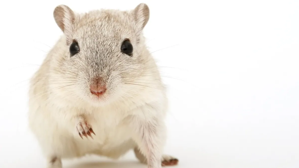 Do Gerbils Fight or Eat Each Other? Social Behavior Explained