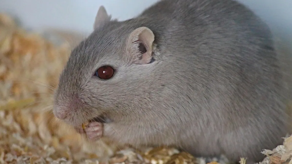 Do Gerbils Poop or Pee a Lot? What's Normal