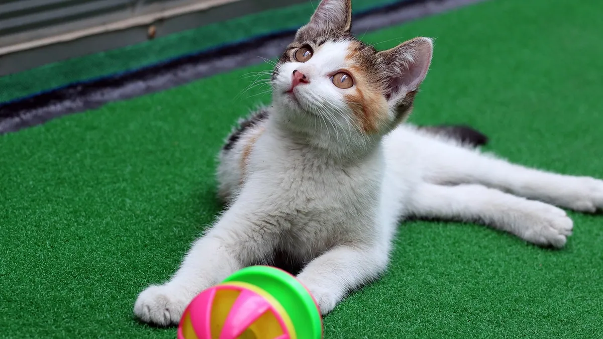 How to Get Your Cat to Be More Active: Play and Exercise Plan