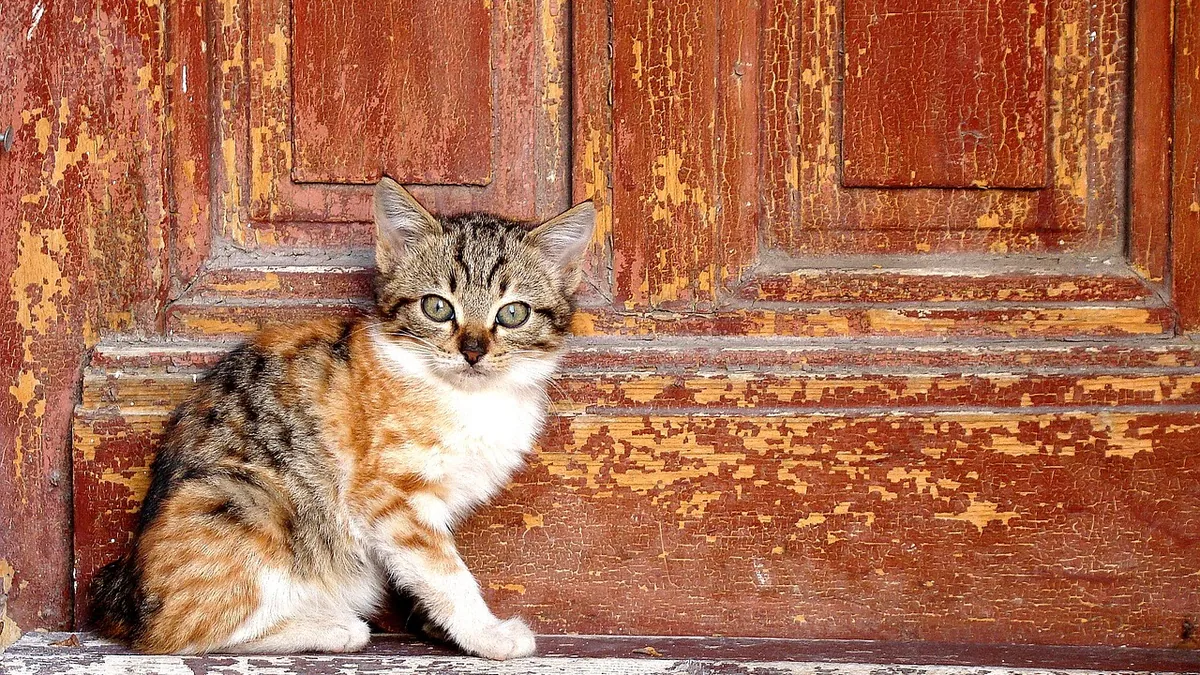 How to Get Your Cat to Come Home and Back Inside