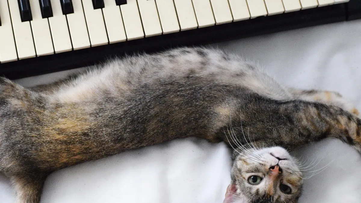 How to Get Your Cat to Come to You Every Time