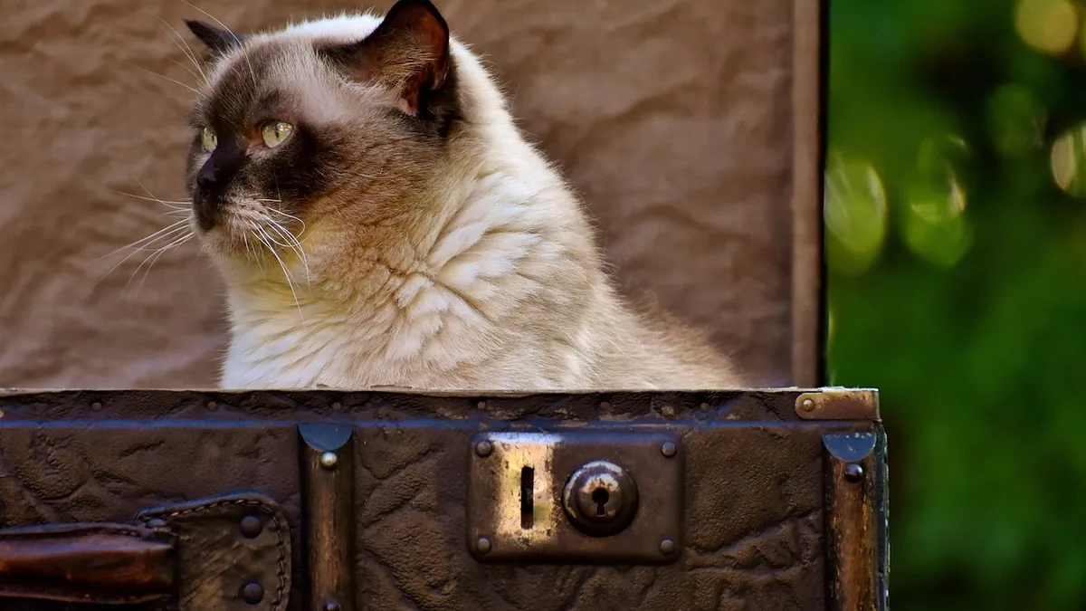 How to Get Your Cat to the Vet Without Stress