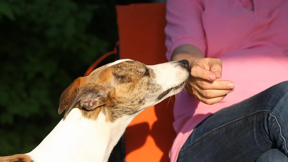 How to Get Your Dog to Like and Trust You