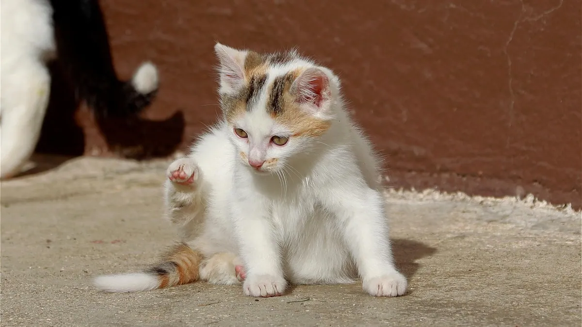 Is Giardia in Cats Contagious to Other Cats?