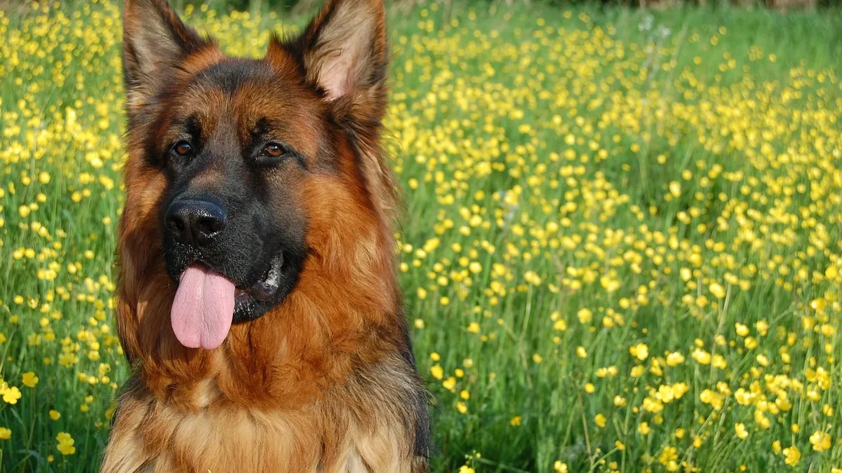 Glaucoma in Cats and Dogs: Causes and Treatment