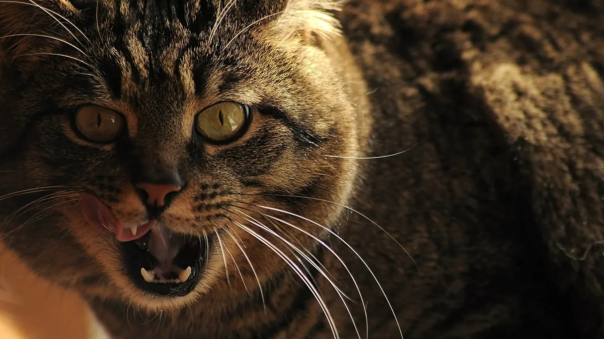 Is Glow Stick Liquid Toxic to Cats? What to Do