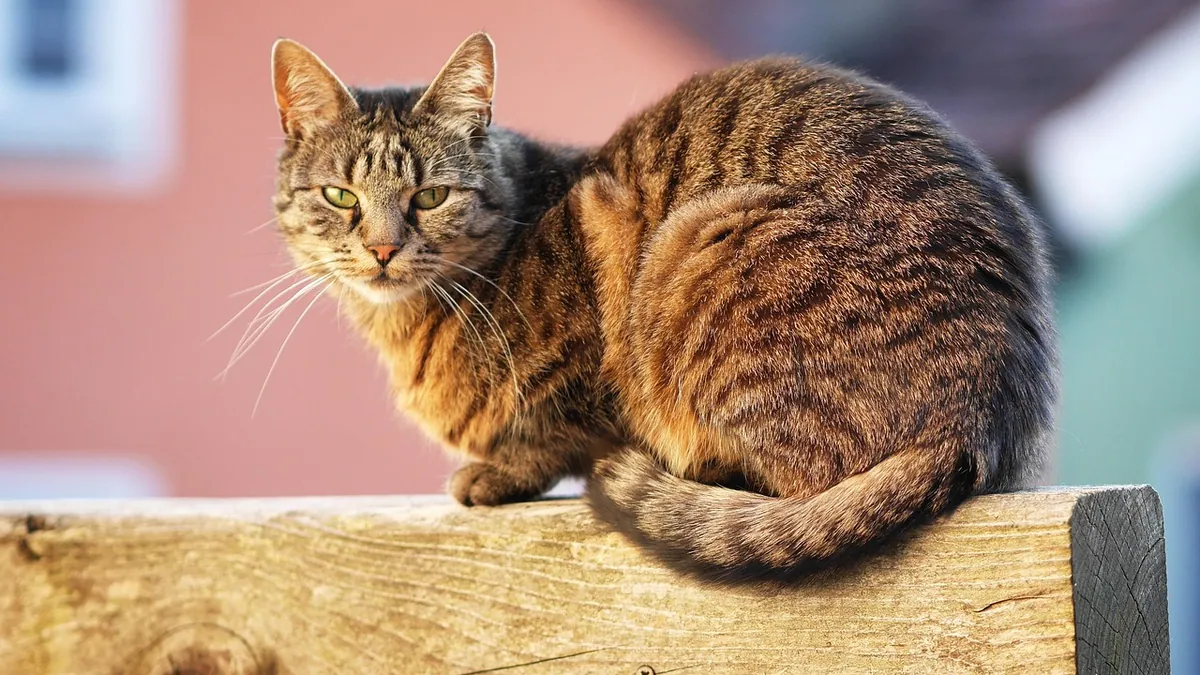 Glucosamine for Cats: Dosage, Benefits, and Side Effects