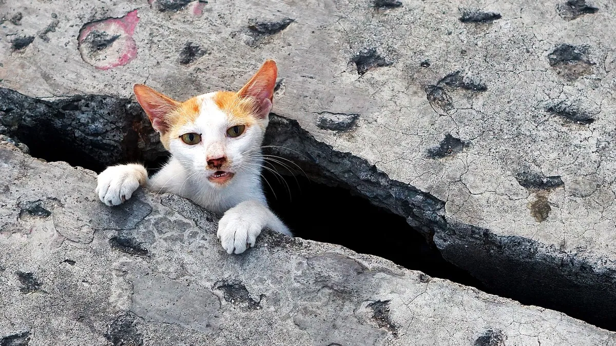 Is Glue Trap Glue Toxic to Cats? Risks and Removal
