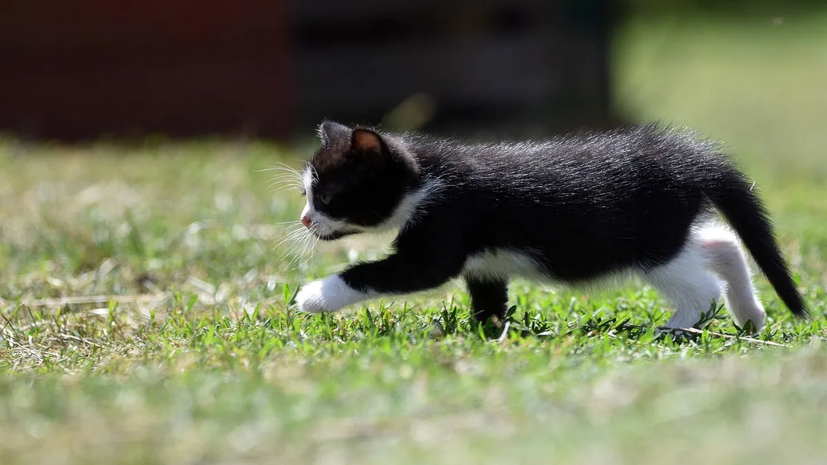 Is Glyphosate Toxic to Cats? Herbicide Safety Guide