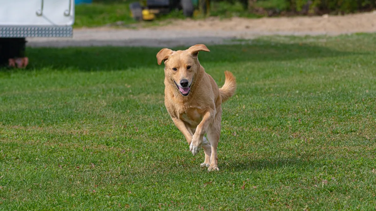Is Glyphosate Toxic to Dogs? Herbicide Safety