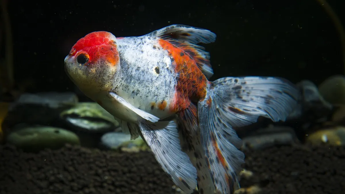 Why Is My Goldfish Eating Rocks? Risks and Fixes