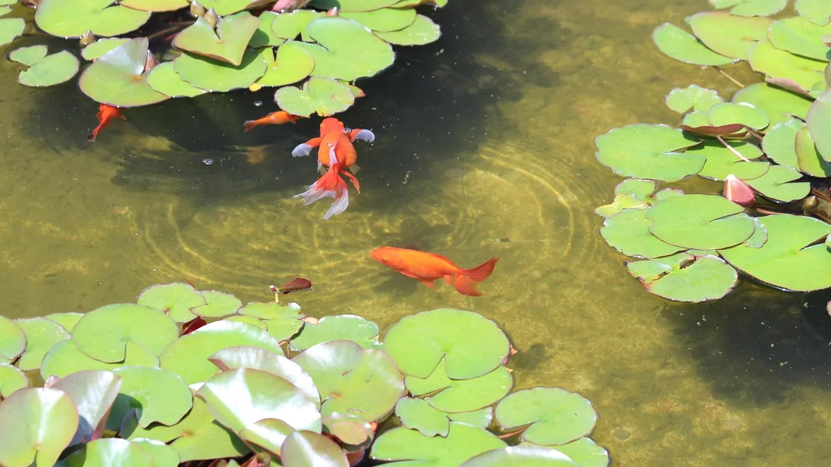 Why Is My Goldfish Floating? Swim Bladder Help