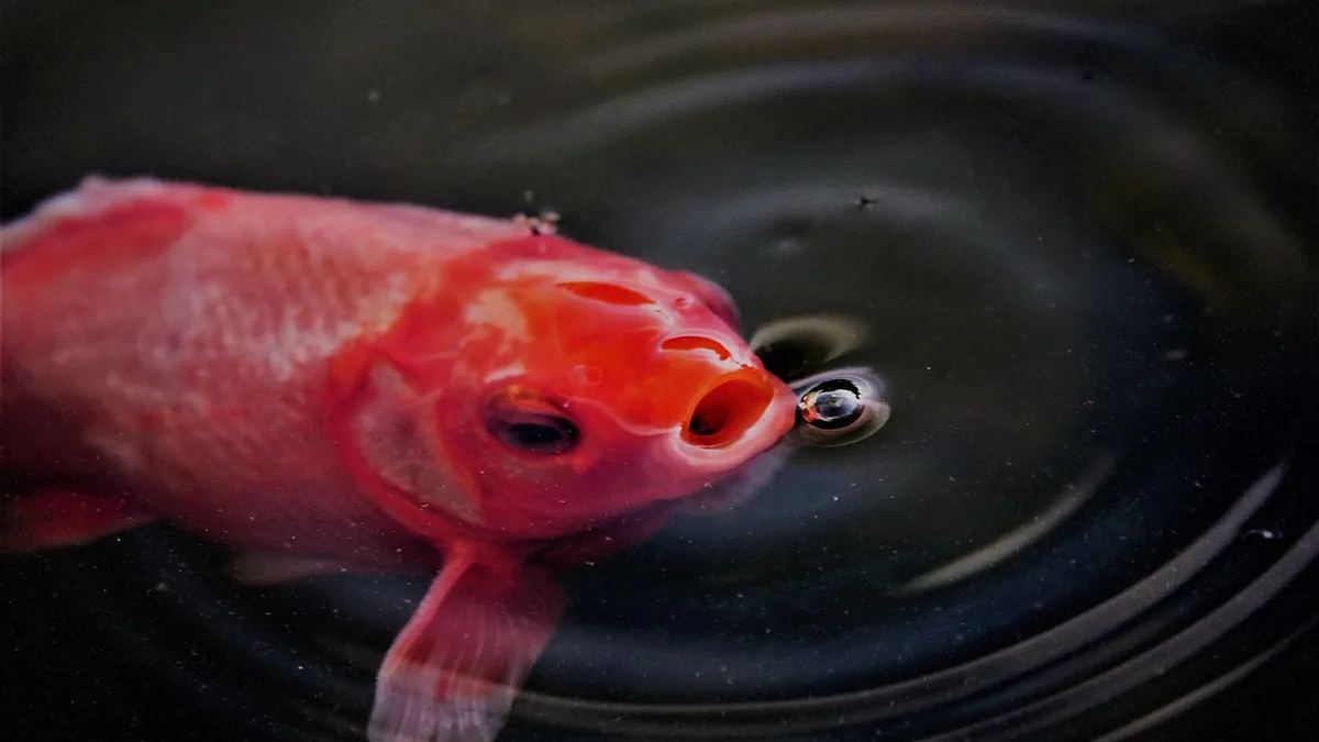Why Won't My Goldfish Eat? Causes and What to Try