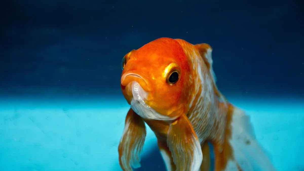 Why Is My Goldfish Opening and Closing Its Mouth?