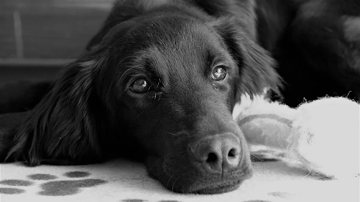 Grapiprant for Dogs: Uses, Generic Options, and What to Know