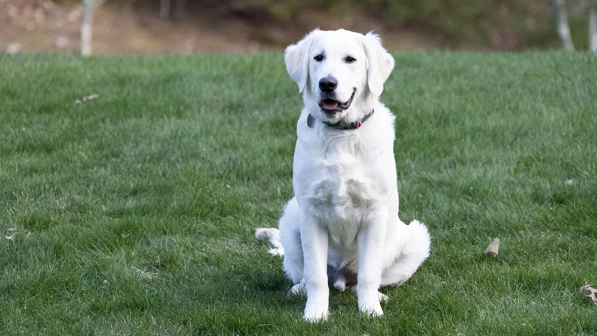 Is Grass Killer Toxic to Dogs? Safety and Risks