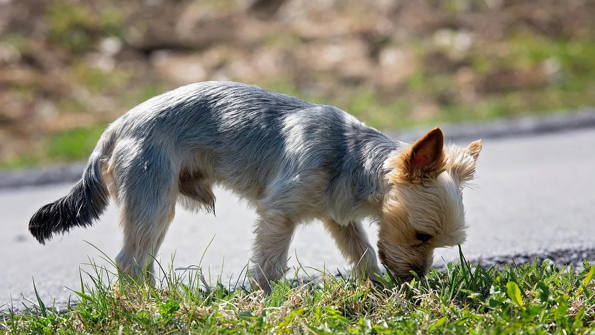Is Grass Seed Poisonous to Dogs? Lawn Seed Risks