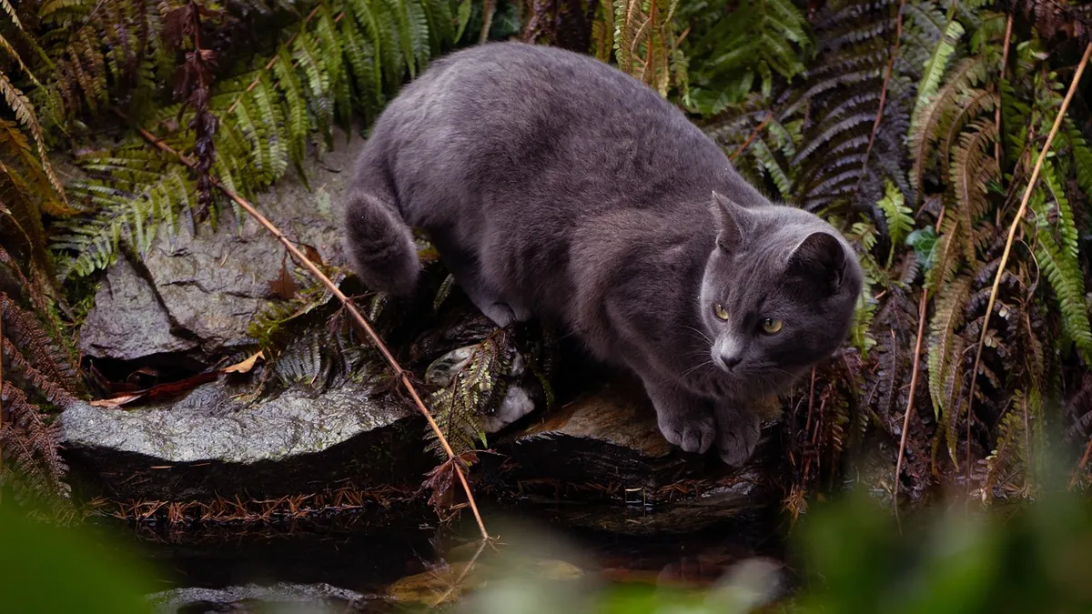 Is Green Algae Toxic to Cats? Pond and Bowl Risks