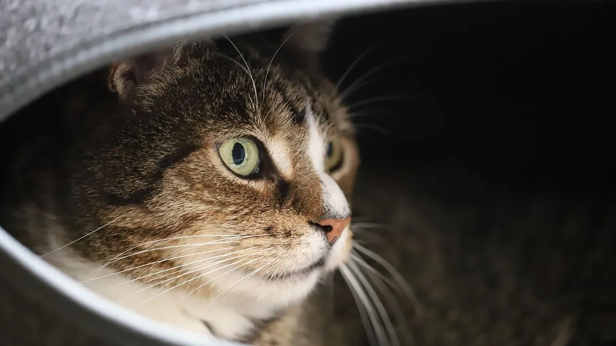 Grey Cat Poop: What the Color Means and When to Worry