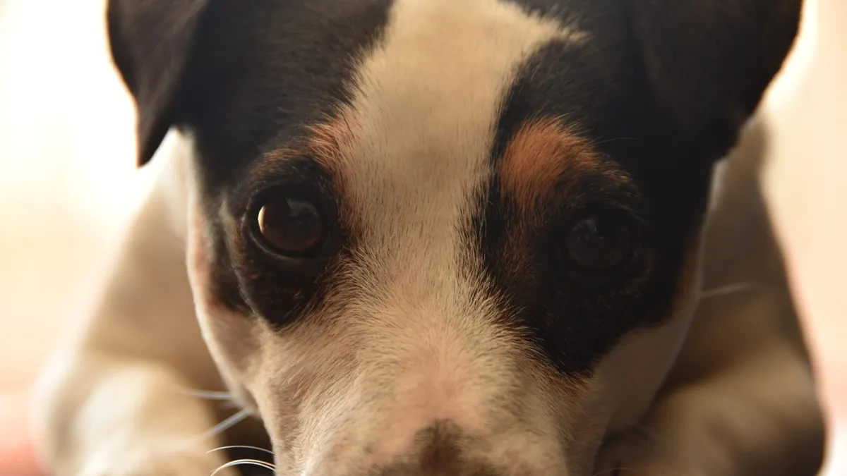 Griseofulvin for Dogs: Dosage, Duration, and Ringworm Use