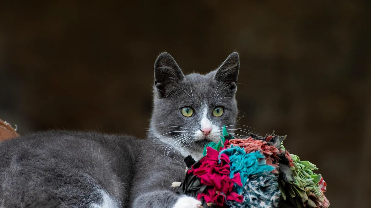 Griseofulvin for Cats: Dosage and Safety