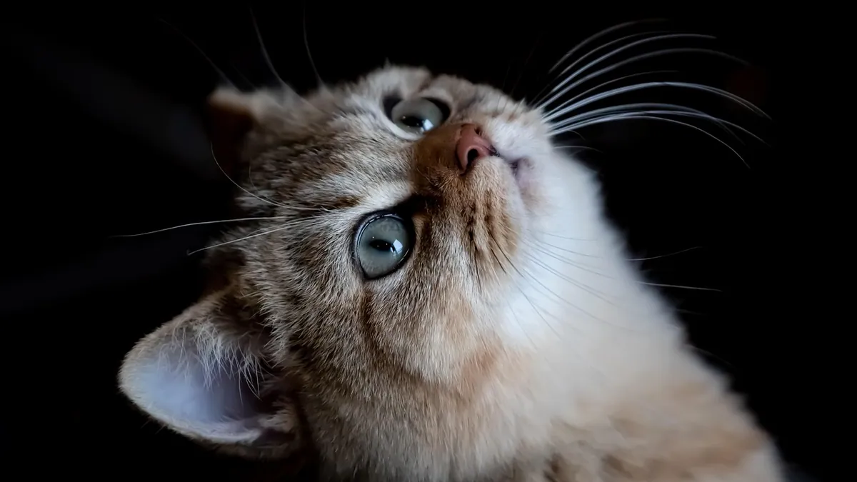 Griseofulvin for Kittens: Safe Use and Risks