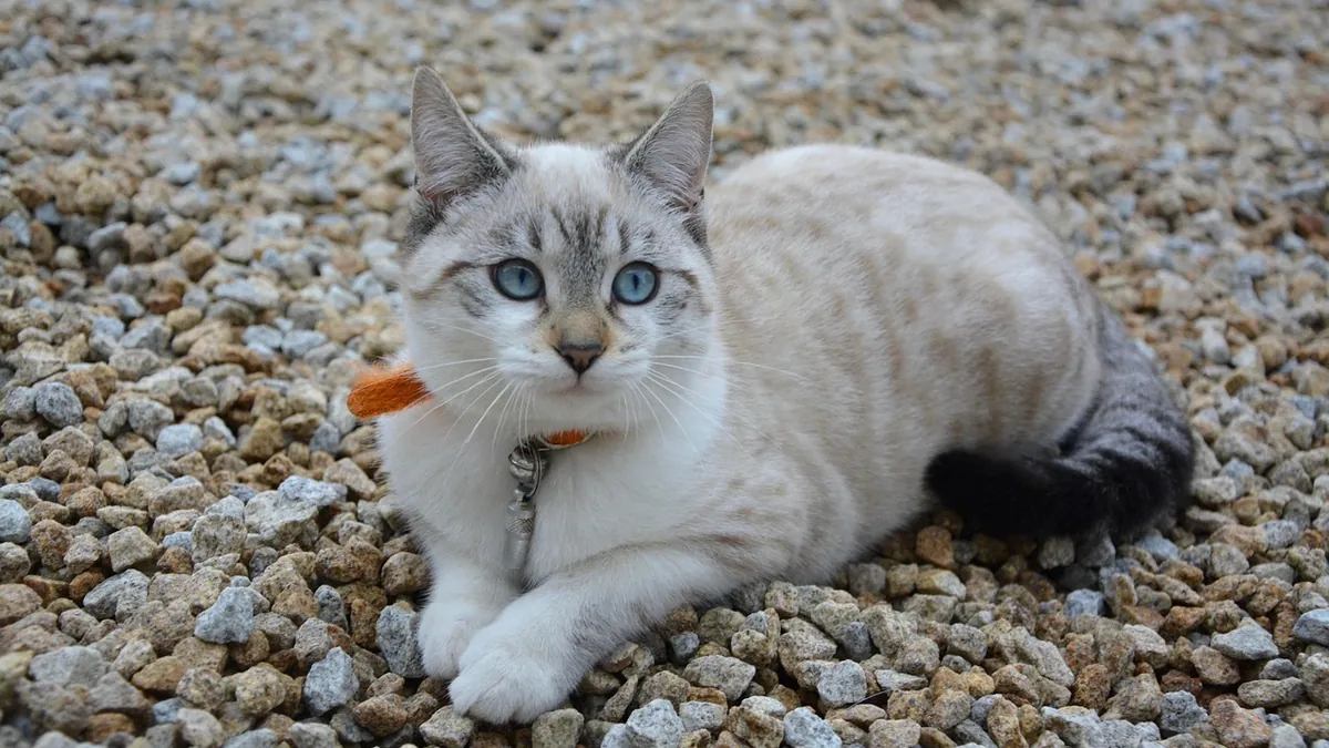 Griseofulvin Tablets for Cats: How to Give and What to Expect