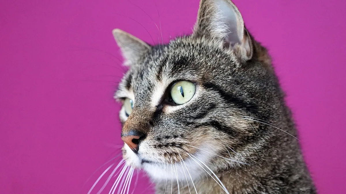 Guaifenesin for Cats: Uses, Dosage, and Side Effects