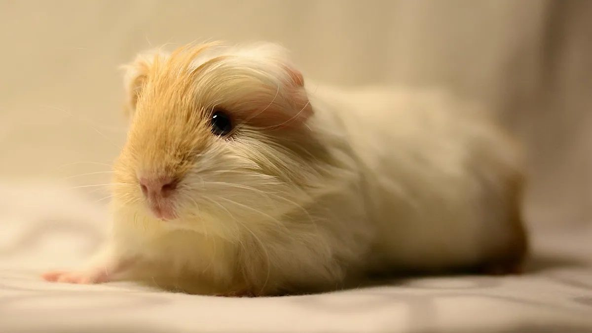 Why Is My Guinea Pig Always Laying Down?