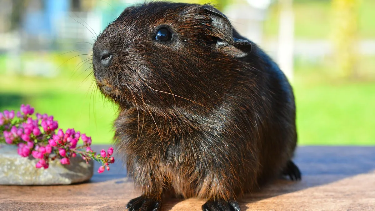 Why Is My Guinea Pig Breathing Fast? When to Worry