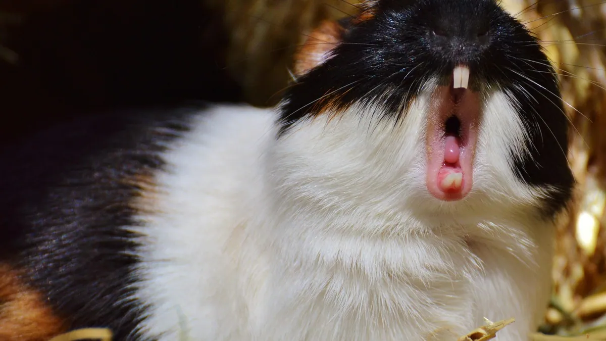 Why Is My Guinea Pig Chattering Its Teeth? Causes