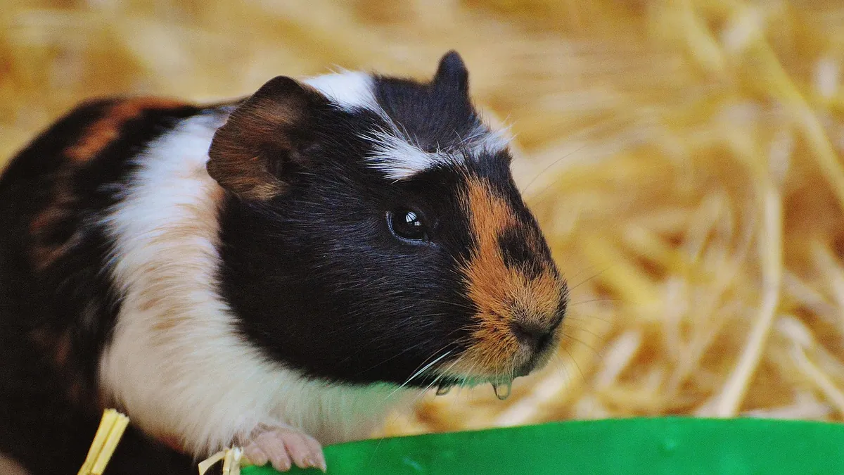 Why Is My Guinea Pig Chewing on Its Cage? Causes
