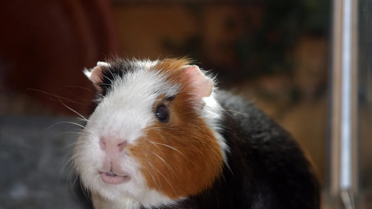 Why Is My Guinea Pig Chirping Like a Bird?