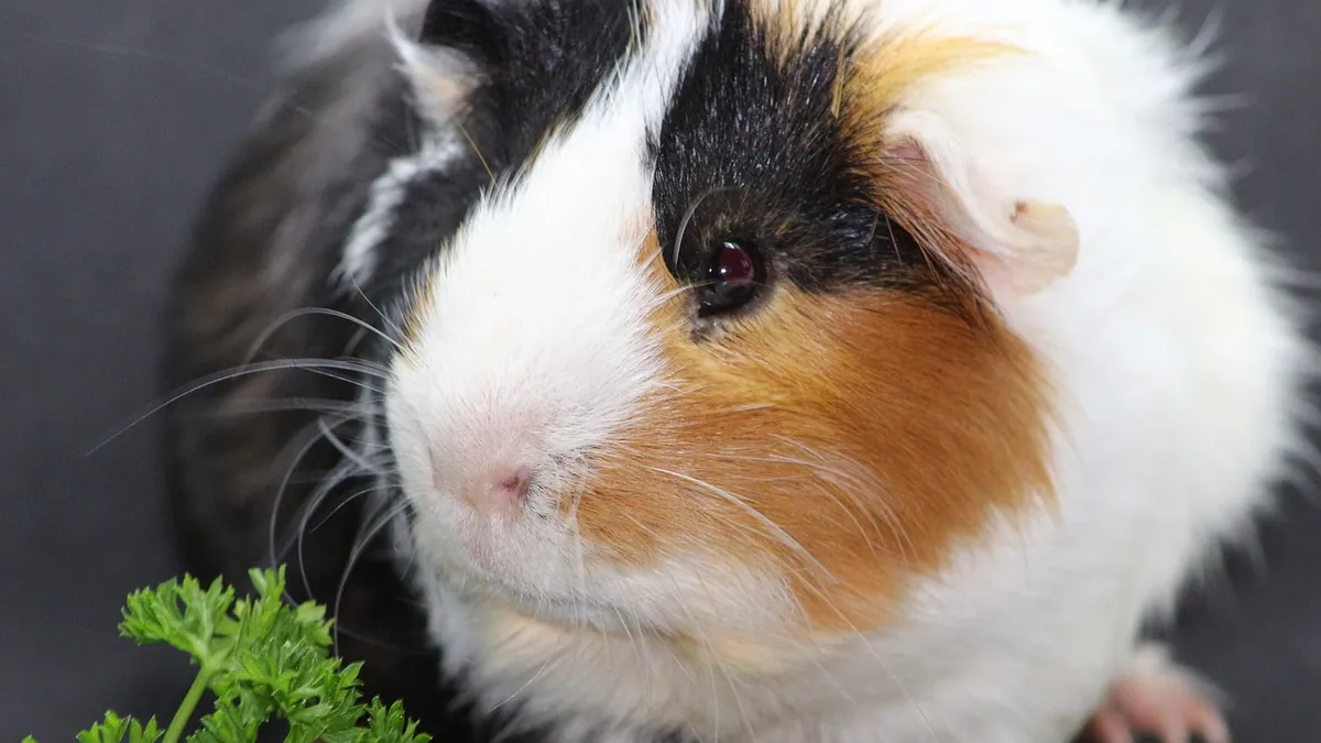 Why Is My Guinea Pig Coughing? Normal vs a Problem