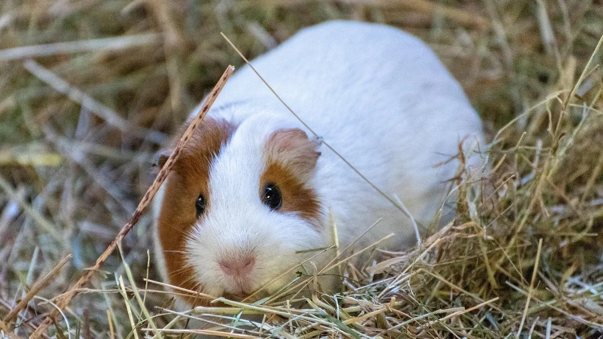 Guinea Pig Diarrhea: Causes and What to Do