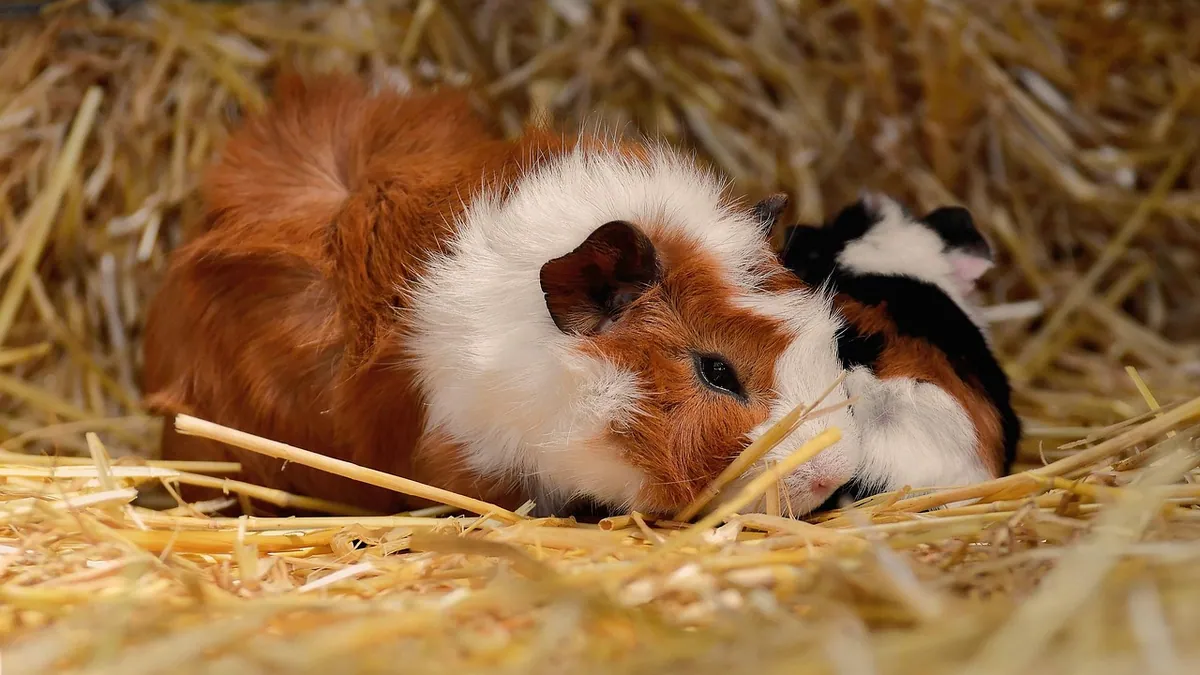 My Guinea Pig Died Suddenly: Possible Causes