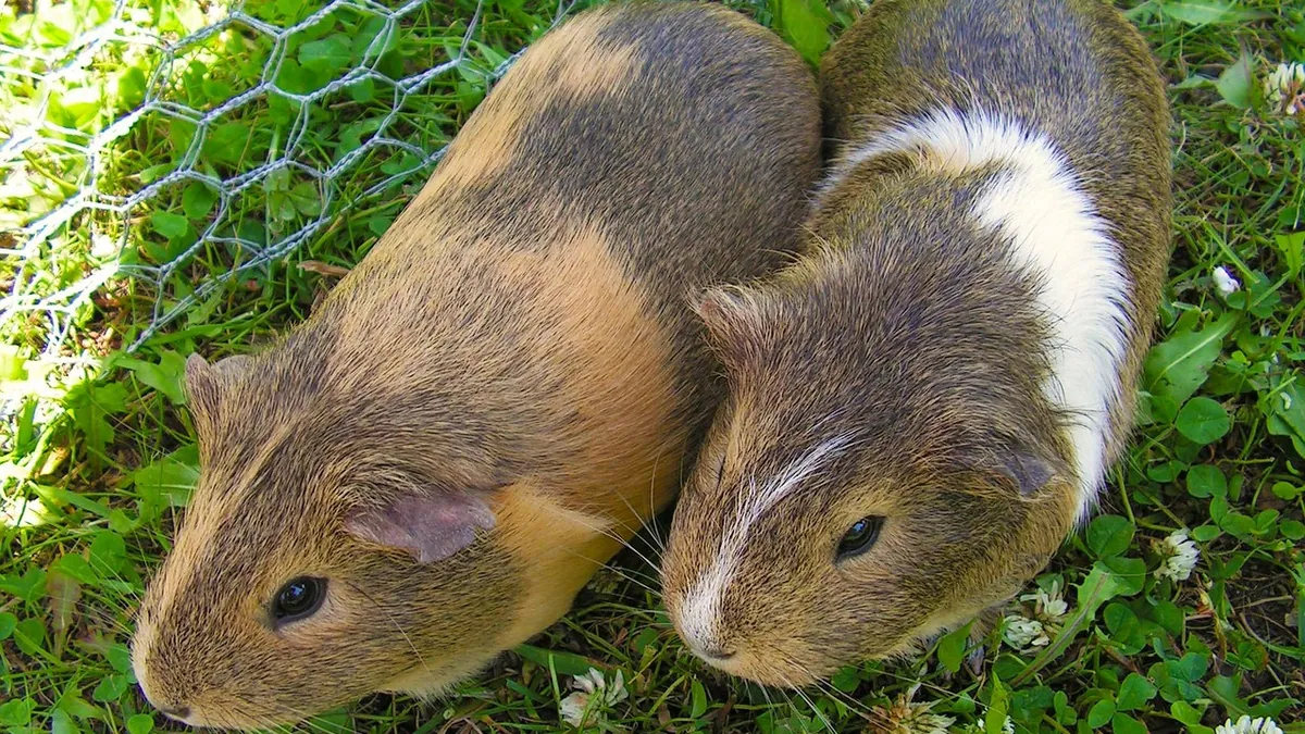 How Long Do Guinea Pigs Fight for Dominance?