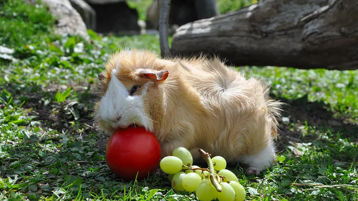 Why Is My Guinea Pig Dragging Its Back Legs?