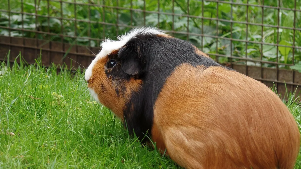 Why Is My Guinea Pig Drinking So Much Water?