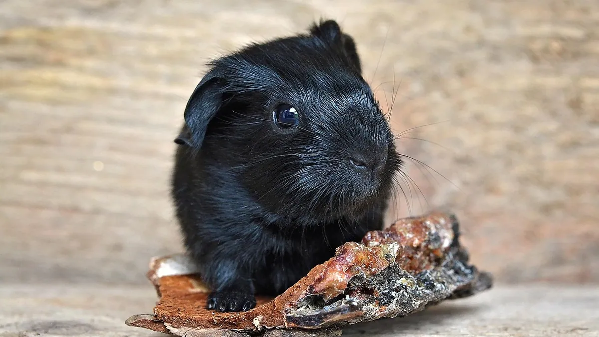Do Guinea Pigs Use Wheels? Why Exercise Wheels Are Unsafe