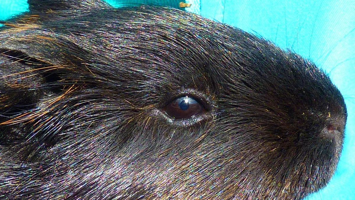 Do Guinea Pigs Have Good Eyesight? Vision Explained