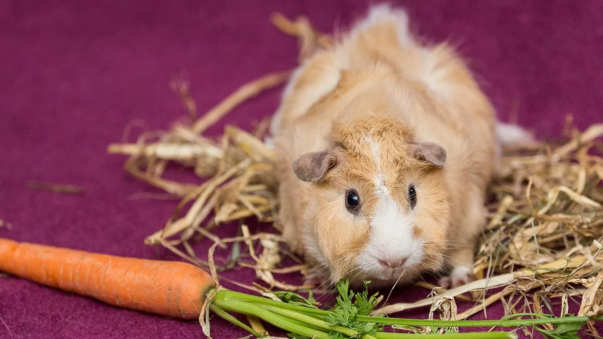 How to Help a Guinea Pig Gain or Lose Weight