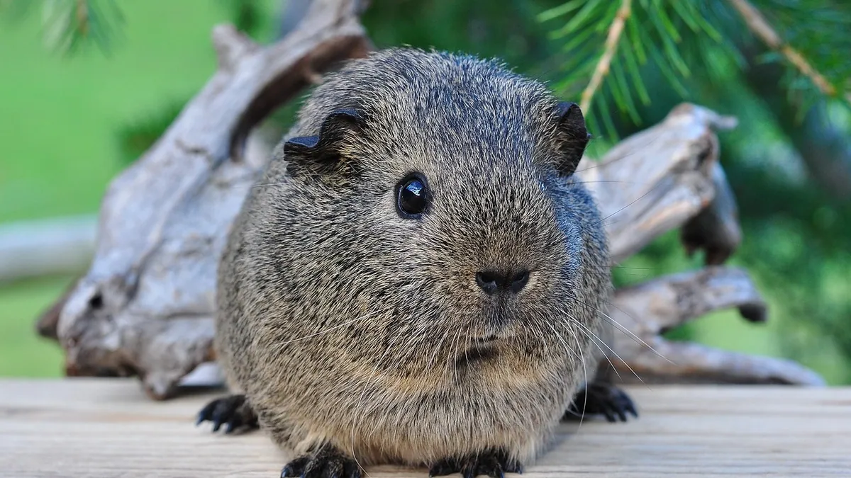 Do Guinea Pigs Have Good Hearing? Sound Sensitivity
