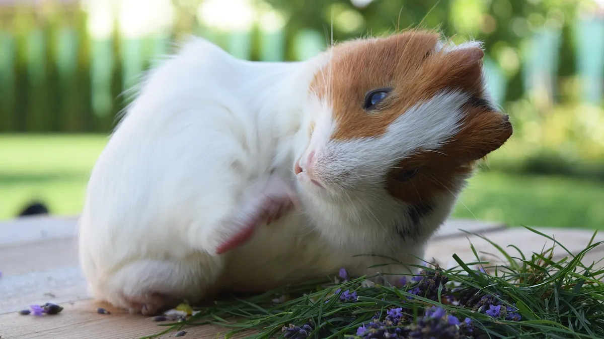 Why Is My Guinea Pig Itching? Mites, Ringworm and More