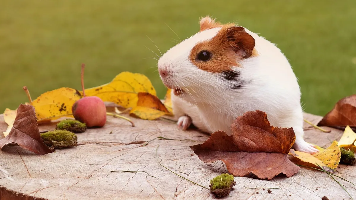 Why Does My Guinea Pig Jump? Popcorning and Safety