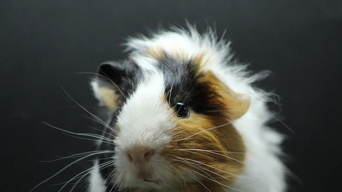 Why Is My Guinea Pig Jumping and Running Around?