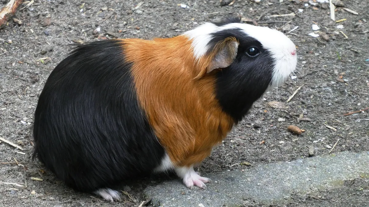Why Does My Guinea Pig Keep Sneezing?