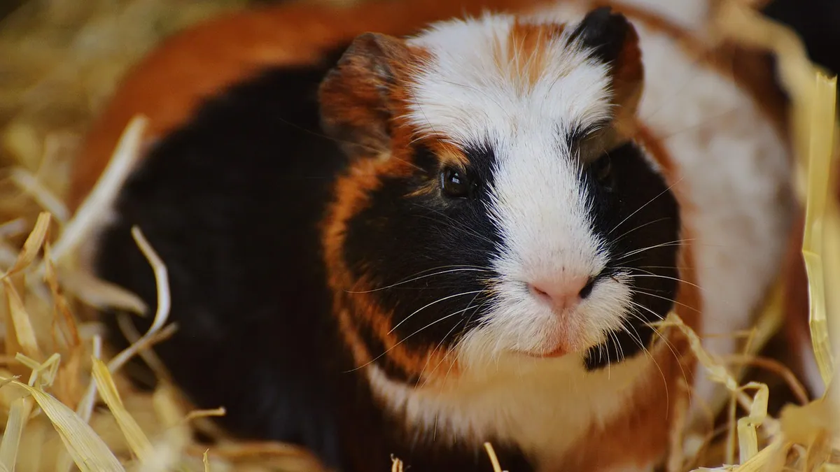 Why Is My Guinea Pig Laying on Its Side?