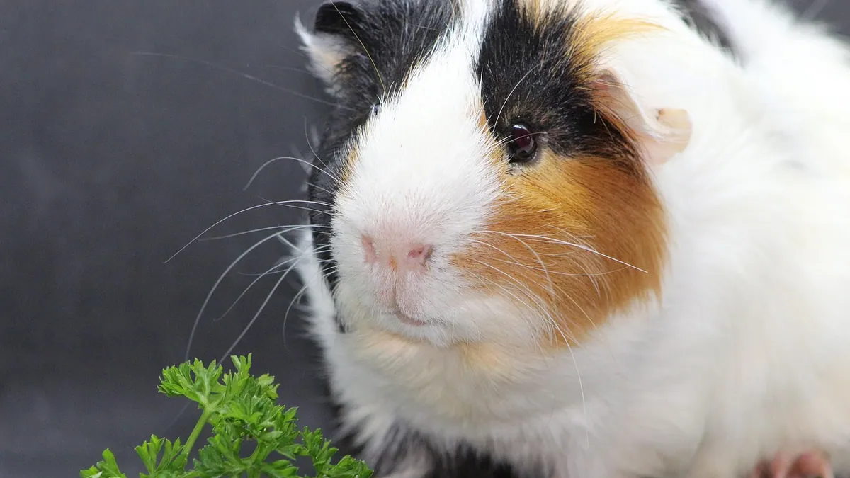 Why Is My Guinea Pig Licking Me?